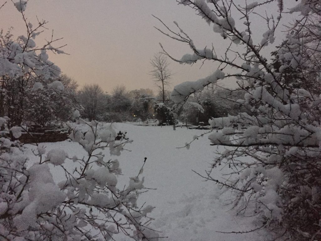 Winterimpressionen - Biotop Am Stausee, 15. Januar 2021 (© NVVB)