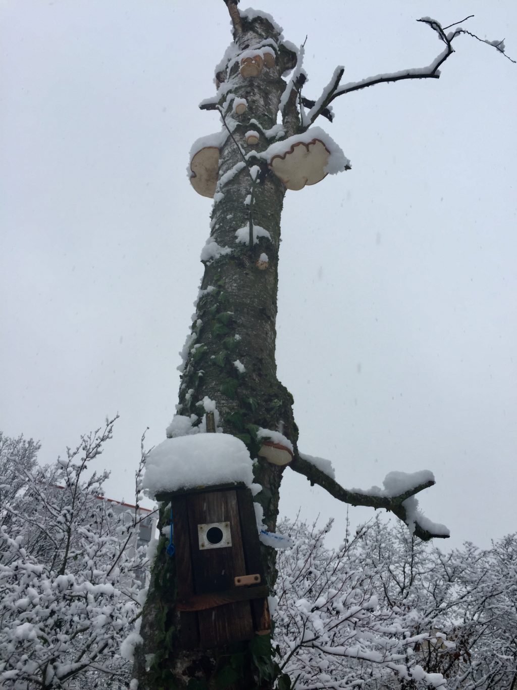 Winterimpressionen - Biotop Am Stausee, 15. Januar 2021 (© NVVB)