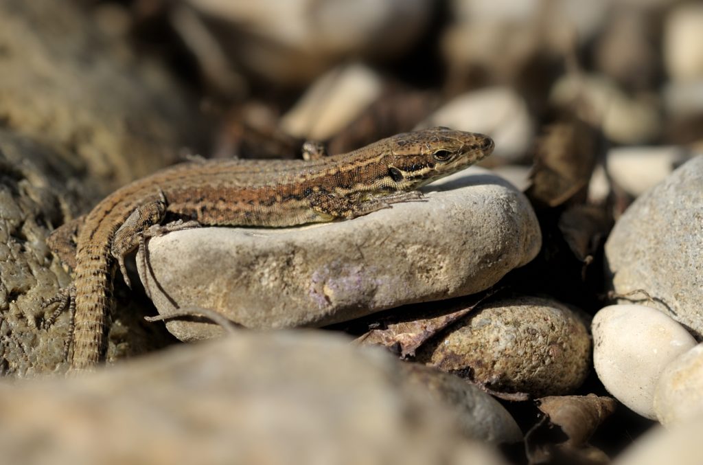 Mauereidechse - Biotop Am Stausee, 25. Februar 2021 (© Thomas Blum)