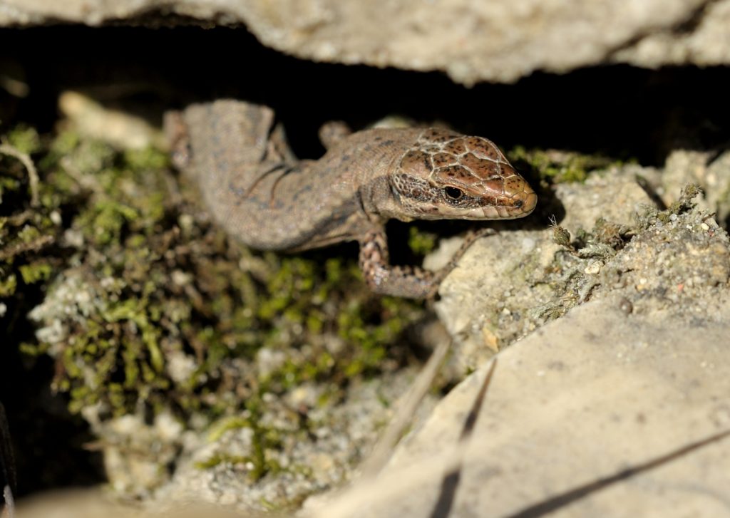 Mauereidechse - Biotop Am Stausee, 25. Februar 2021 (© Thomas Blum)