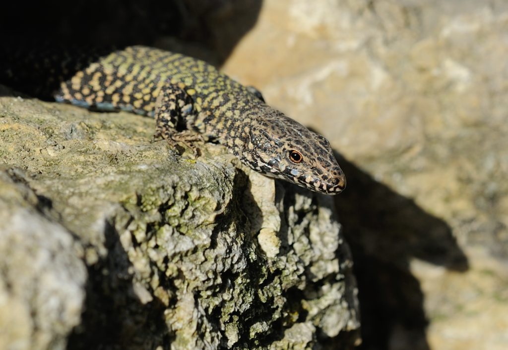 Mauereidechse - Biotop Am Stausee, 25. Februar 2021 (© Thomas Blum)