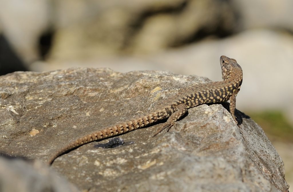 Mauereidechse - Biotop Am Stausee, 25. Februar 2021 (© Thomas Blum)