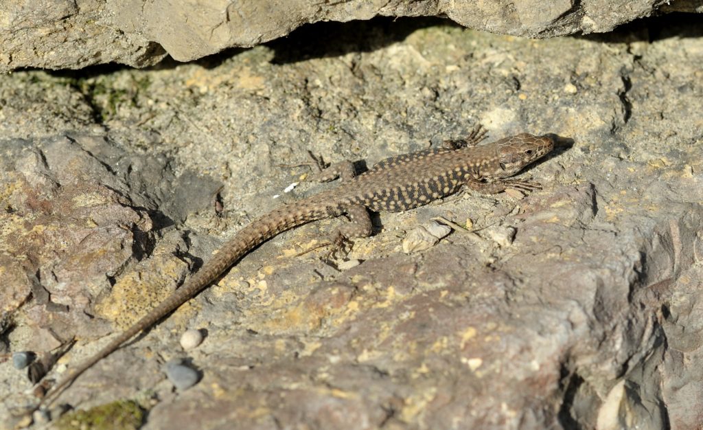 Mauereidechse - Biotop Am Stausee, 25. Februar 2021 (© Thomas Blum)