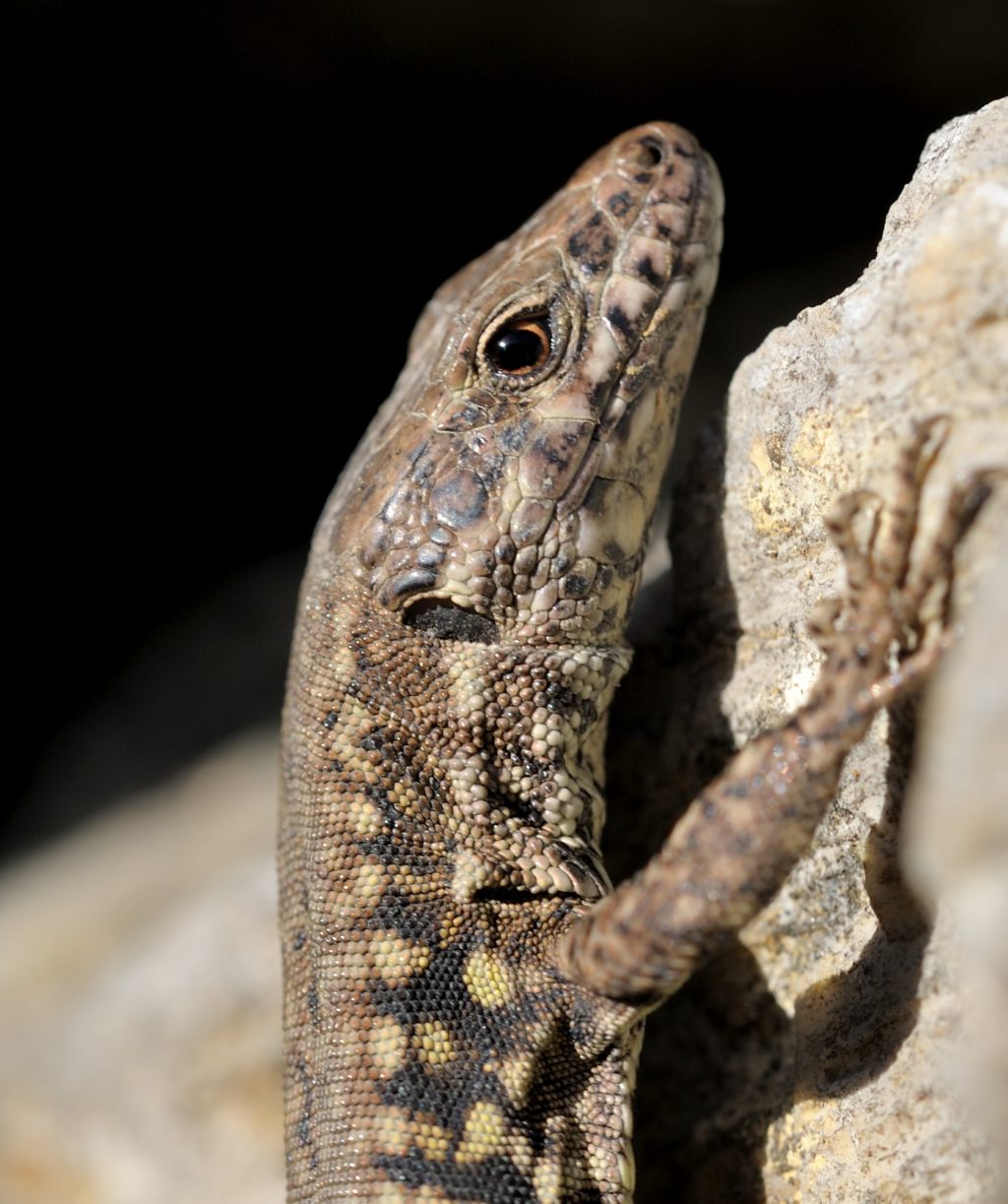 Mauereidechse - Biotop Am Stausee, 25. Februar 2021 (© Thomas Blum)