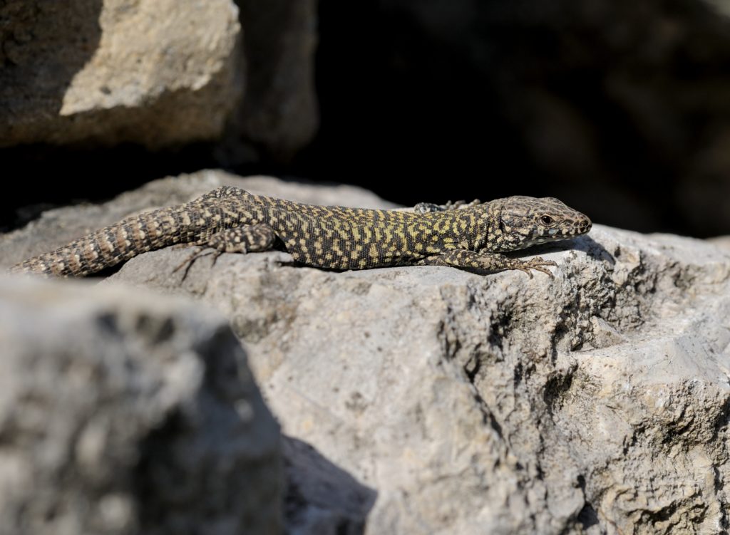 Mauereidechse - Biotop Am Stausee, 25. Februar 2021 (© Thomas Blum)