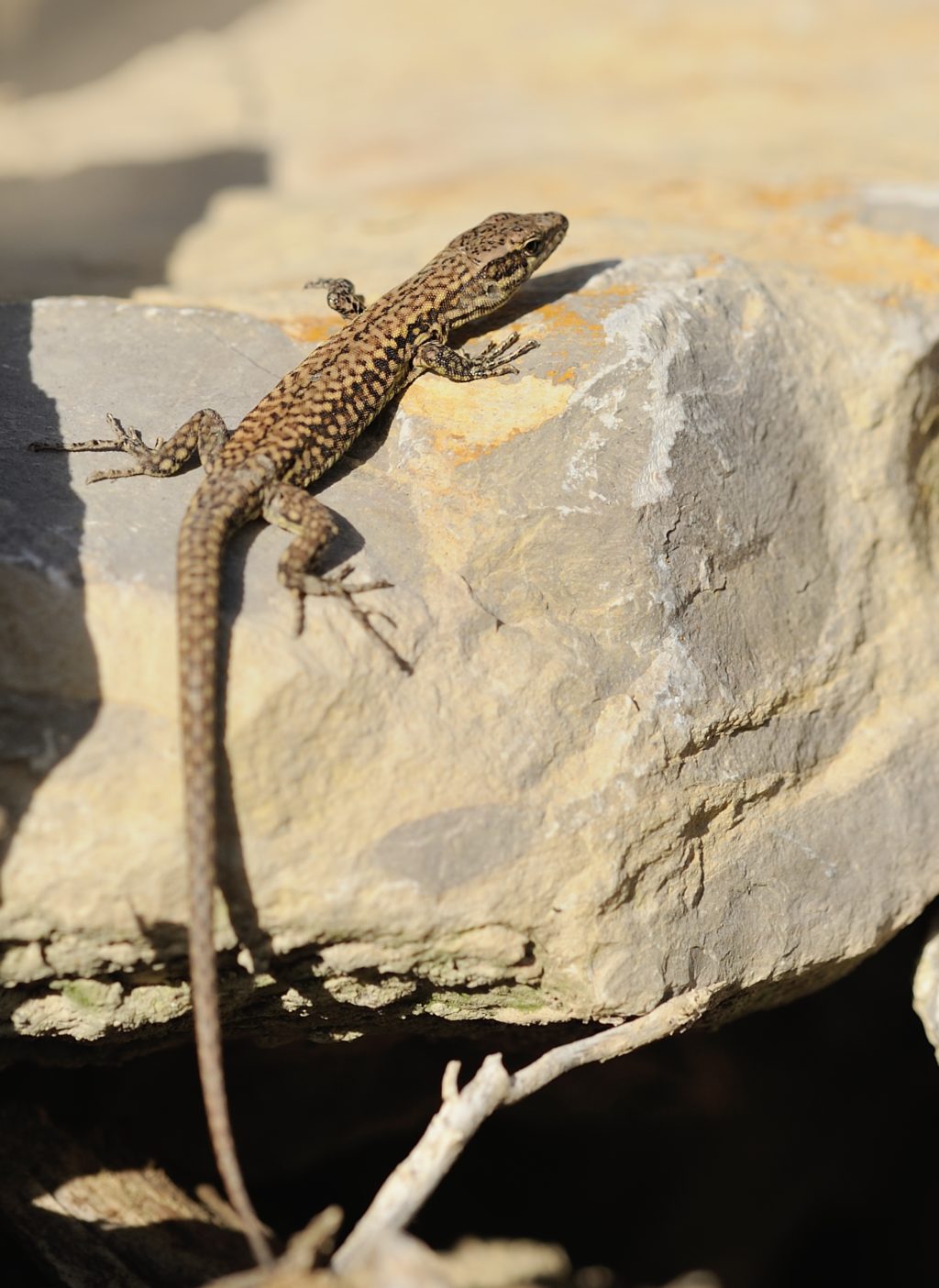 Mauereidechse - Biotop Am Stausee, 25. Februar 2021 (© Thomas Blum)