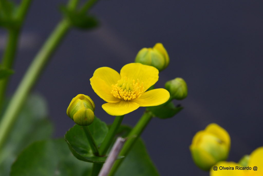 Sumpfdotterblume - Biotop Am Stausee, 28.März 2021 (© Ricardo Olveira)