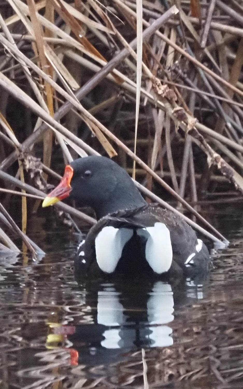 Teichhuhn - Biotop Am Stausee, 5.März 2021 (© Georges Preiswerk)