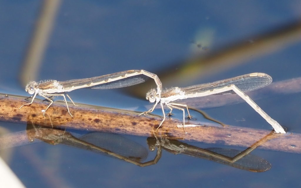 Gemeine Winterlibelle Tandem - Biotop Am Stausee, 24.März 2021 (© Georges Preiswerk)