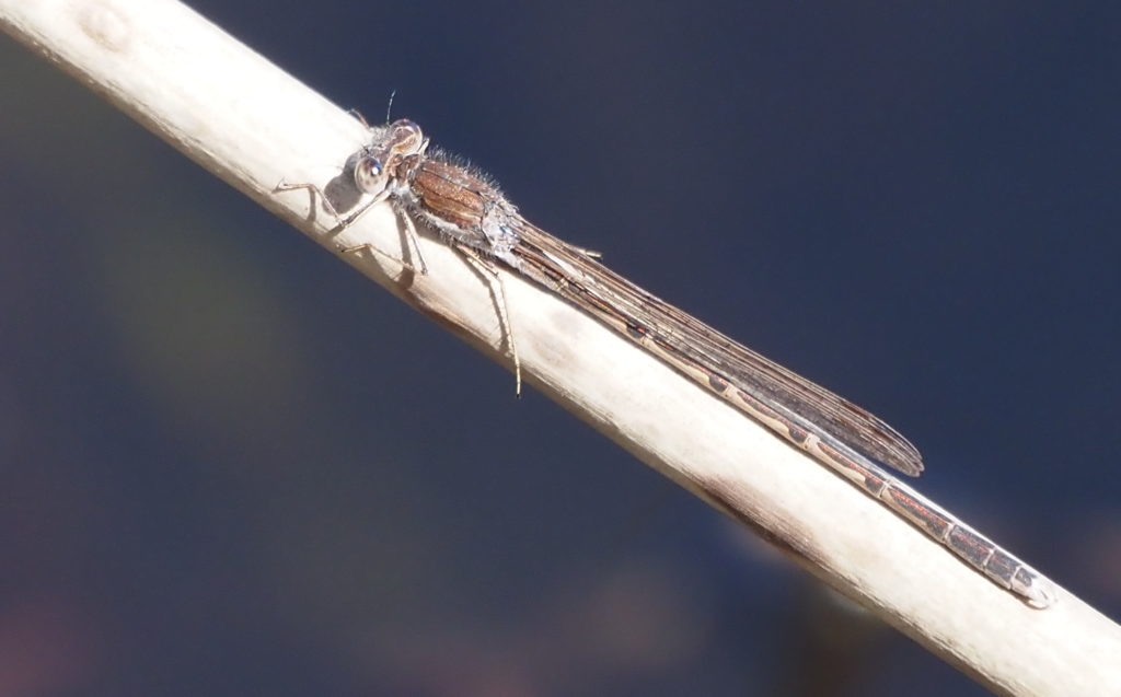 Gemeine Winterlibelle - Biotop Am Stausee, 24.März 2021 (© Georges Preiswerk)