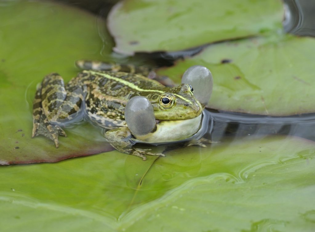 Wasserfrosch auf Seerosenblatt - Biotop Am Stausee, 5. April 2021 (© Thomas Blum)