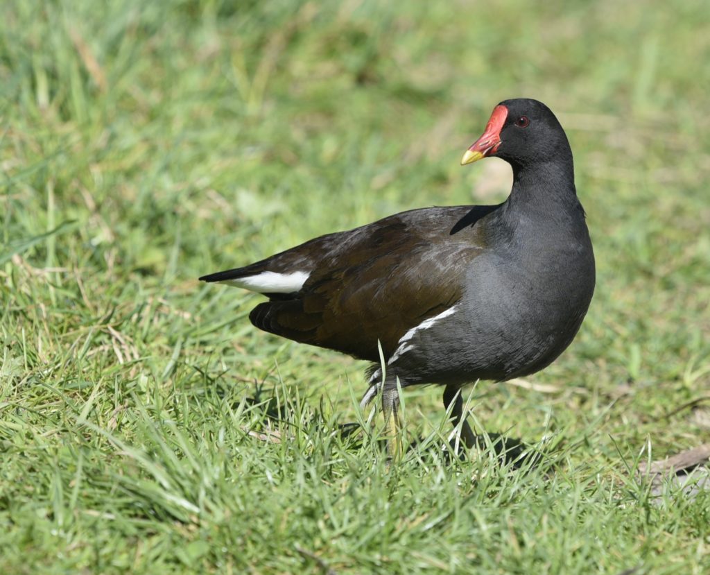 Teichhuhn - Biotop Am Stausee, 5. April 2021 (© Thomas Blum)