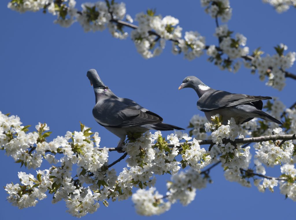 Ringeltaube Paar - Biotop Am Stausee, 5. April 2021 (© Thomas Blum)