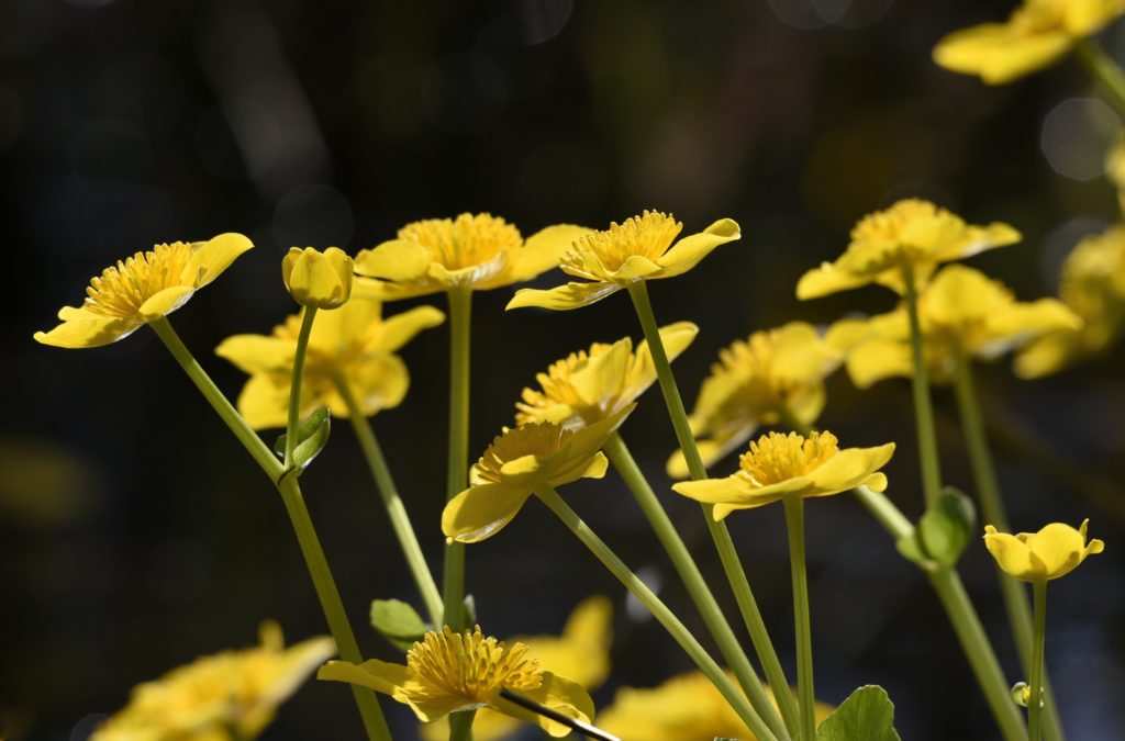 Sumpfdotterblume (Caltha palustris) - Biotop Am Stausee, 5. April 2021 (© Thomas Blum)