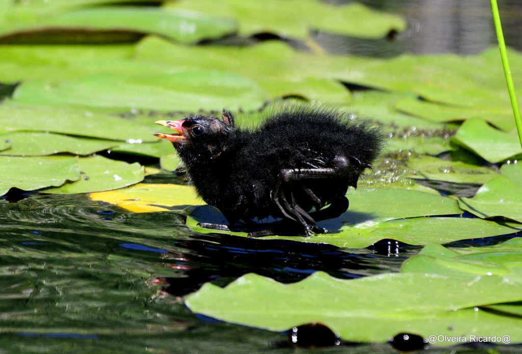 Bettelntes Teichhuhnküken - Biotop Am Stausee, 14 Juni 2021 © Ricardo Olveira