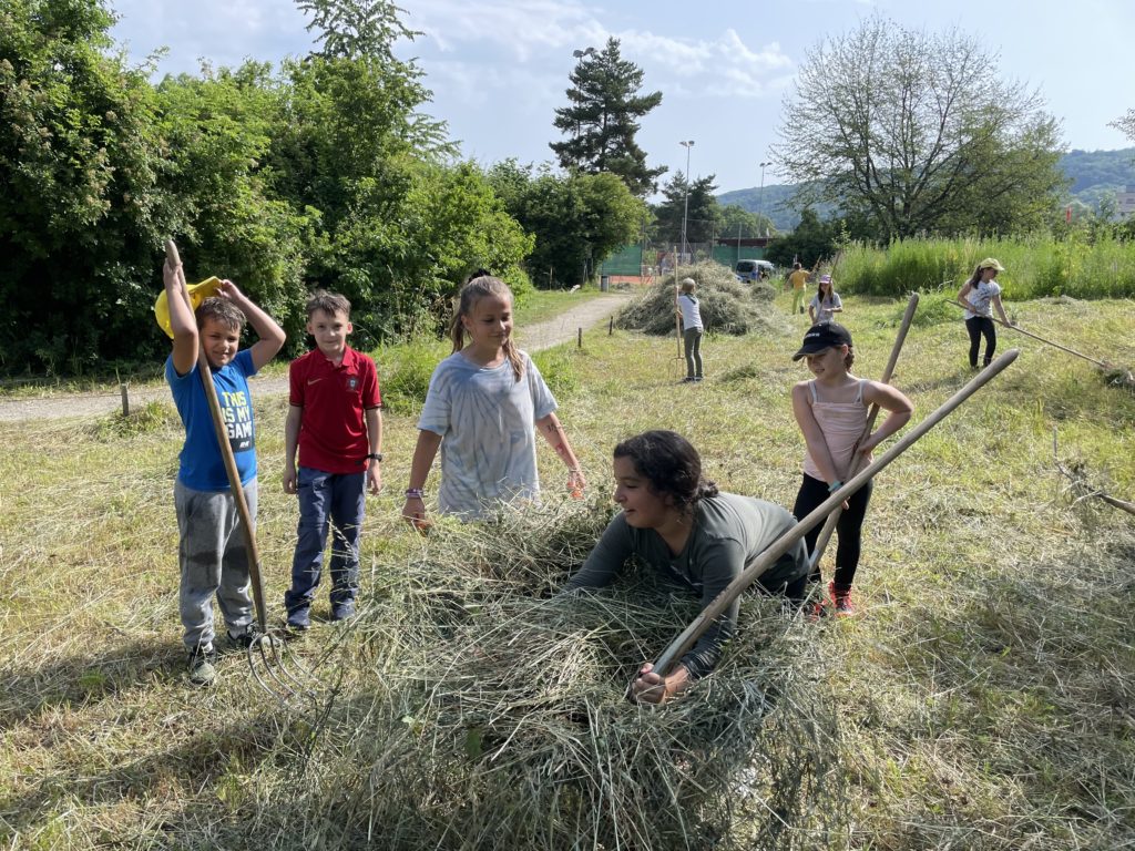 Heuen mit Primarschulklasse Kirchmattschulhaus – Biotop Am Stausee, 18. Juni 2021 (© NVVB)