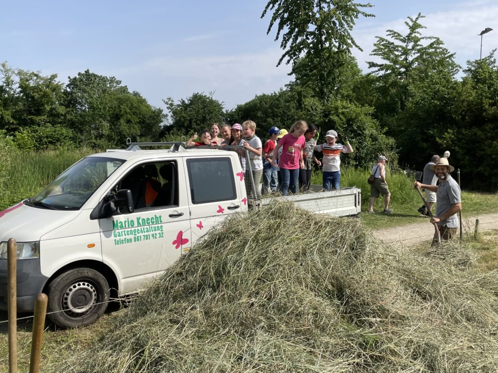 Heuen mit Primarschulklasse Kirchmattschulhaus – Biotop Am Stausee, 18. Juni 2021 (© NVVB)