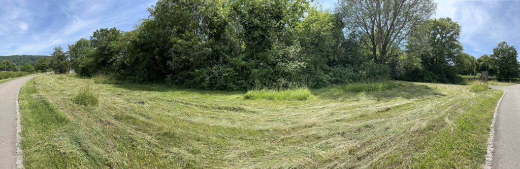 Gemähte Wildblumenwiese am Schleusenweg - Biotop Am Stausee, 14.Juni 2021 © NVVB