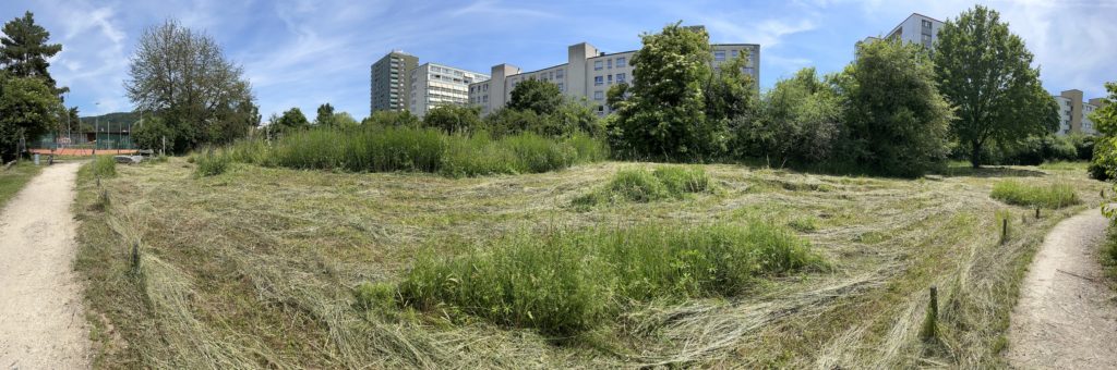 Gemähte Wildblumenwiese innen - Biotop Am Stausee, 14.Juni 2021 © NVVB