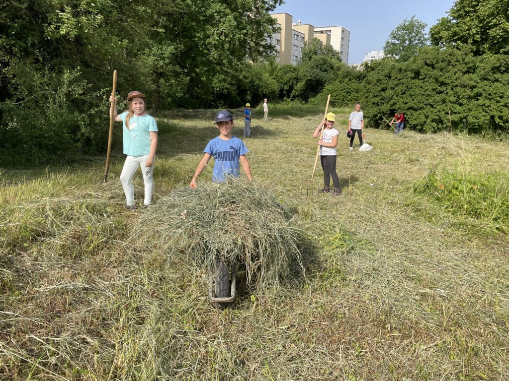 Heuen mit Primarschulklasse Kirchmattschulhaus – Biotop Am Stausee, 18. Juni 2021 (© NVVB)