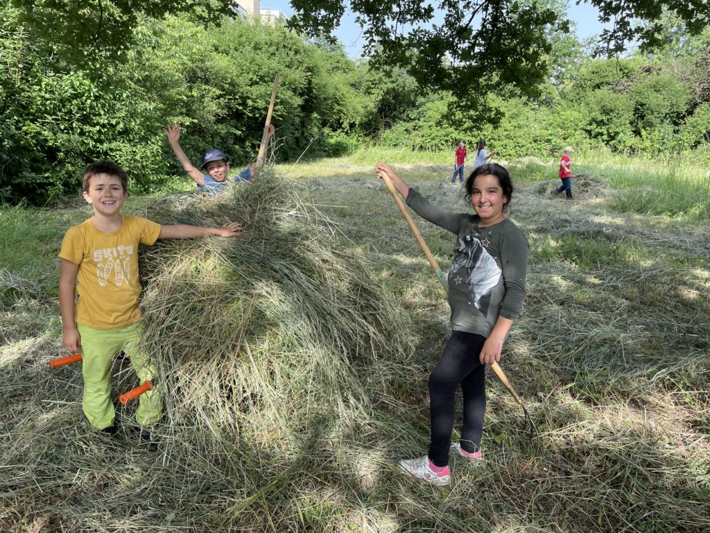 Heuen mit Primarschulklasse Kirchmattschulhaus – Biotop Am Stausee, 18. Juni 2021 (© NVVB)