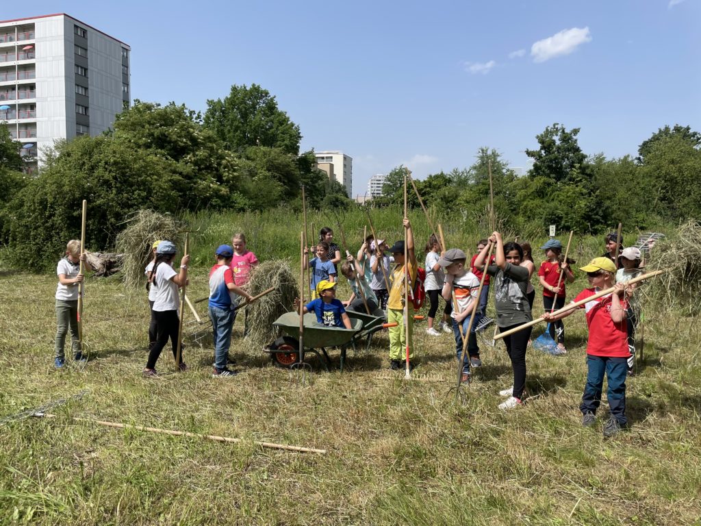 Heuen mit Primarschulklasse Kirchmattschulhaus – Biotop Am Stausee, 18. Juni 2021 (© NVVB)