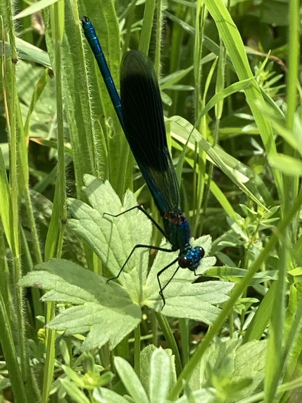 Gebänderte Prachtslibelle – Biotop Am Stausee, 19. Juni 2021 (© Carmen Weber)