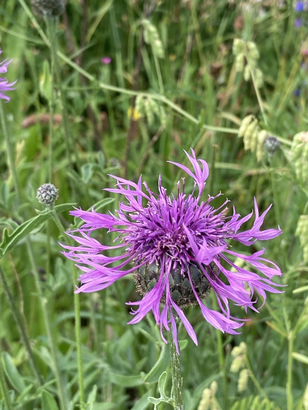 Flockenblume – Biotop Am Stausee, 19. Juni 2021 (© Carmen Weber)