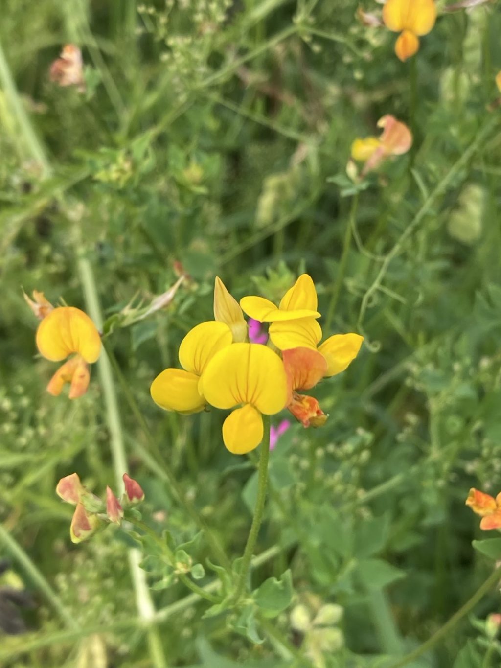 Gewöhnlicher Hornkleee – Biotop Am Stausee, 19. Juni 2021 (© Carmen Weber)