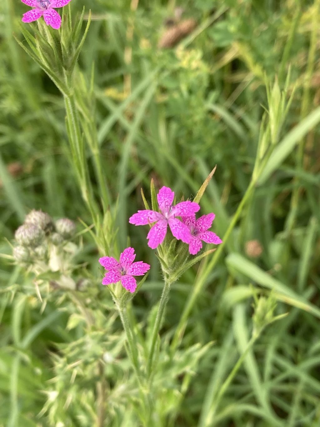 Raue Nelke – Biotop Am Stausee, 19. Juni 2021 (© Carmen Weber)