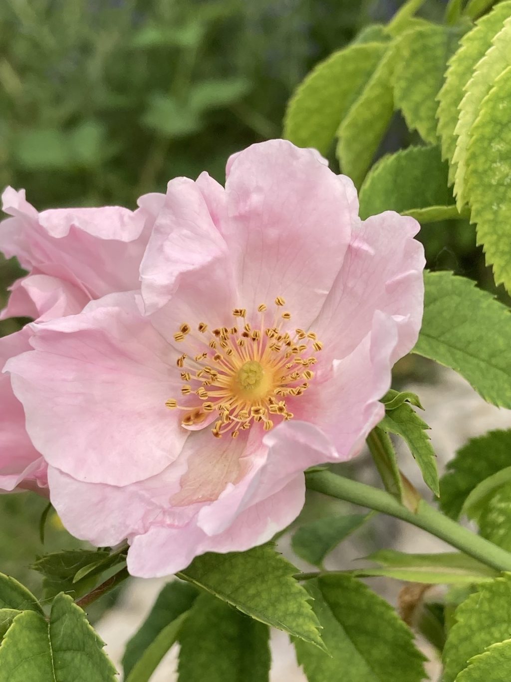 Hunds-Rose – Biotop Am Stausee, 19. Juni 2021 (© Carmen Weber)