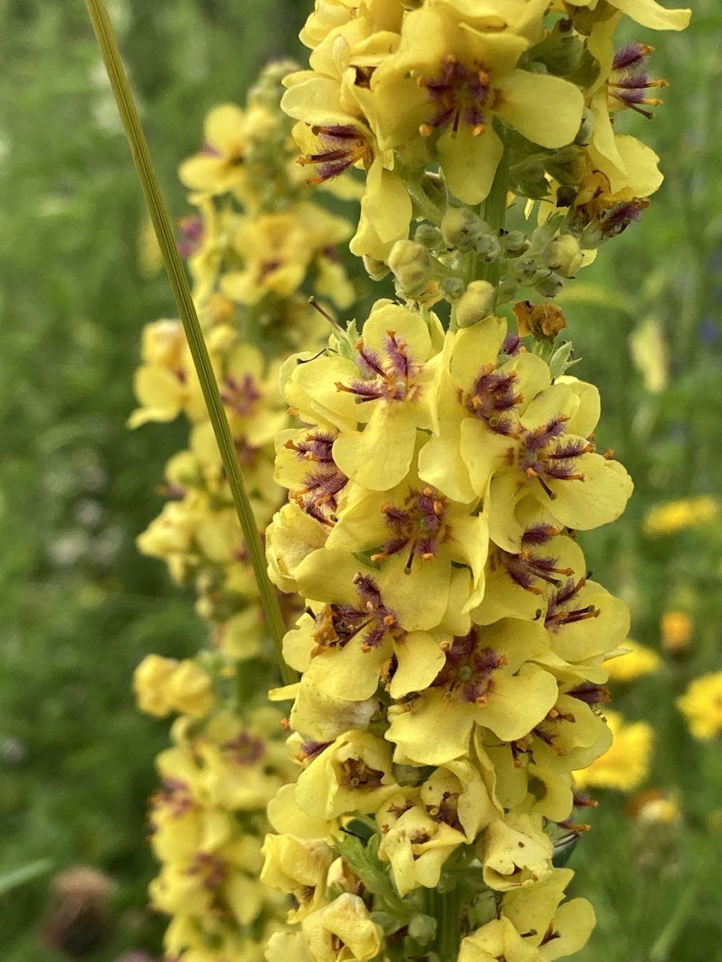 Schwarze Königskerze – Biotop Am Stausee, 19. Juni 2021 (© Carmen Weber)