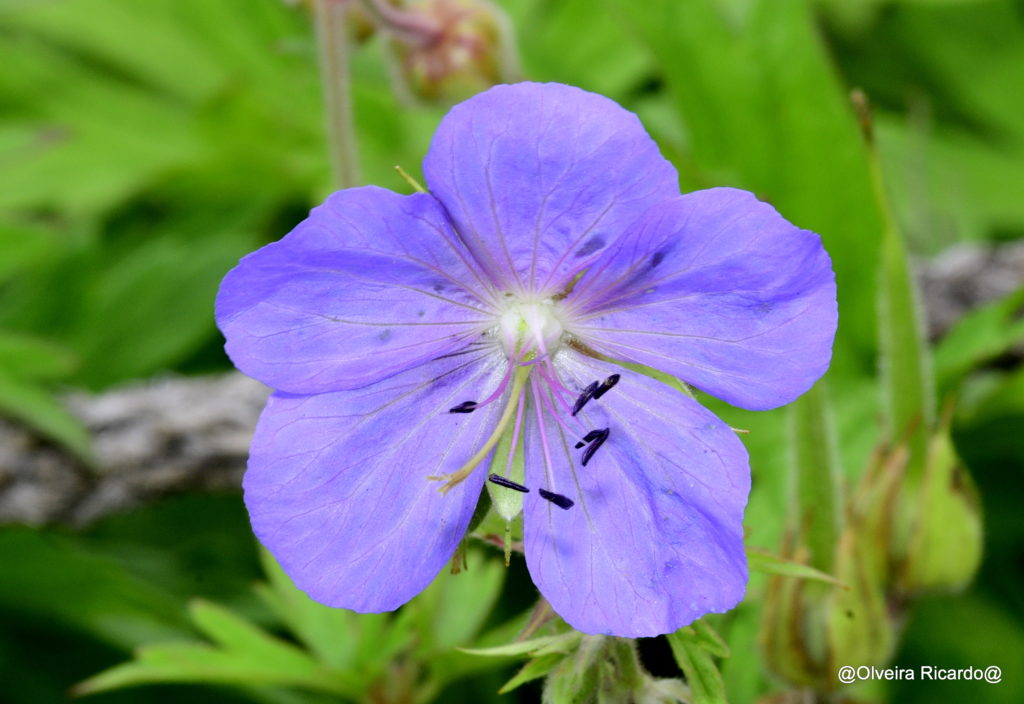 Wiesenstorchenschnabel – Biotop Am Stausee, 25. Juli. 2021 (© Ricardo Olveira)