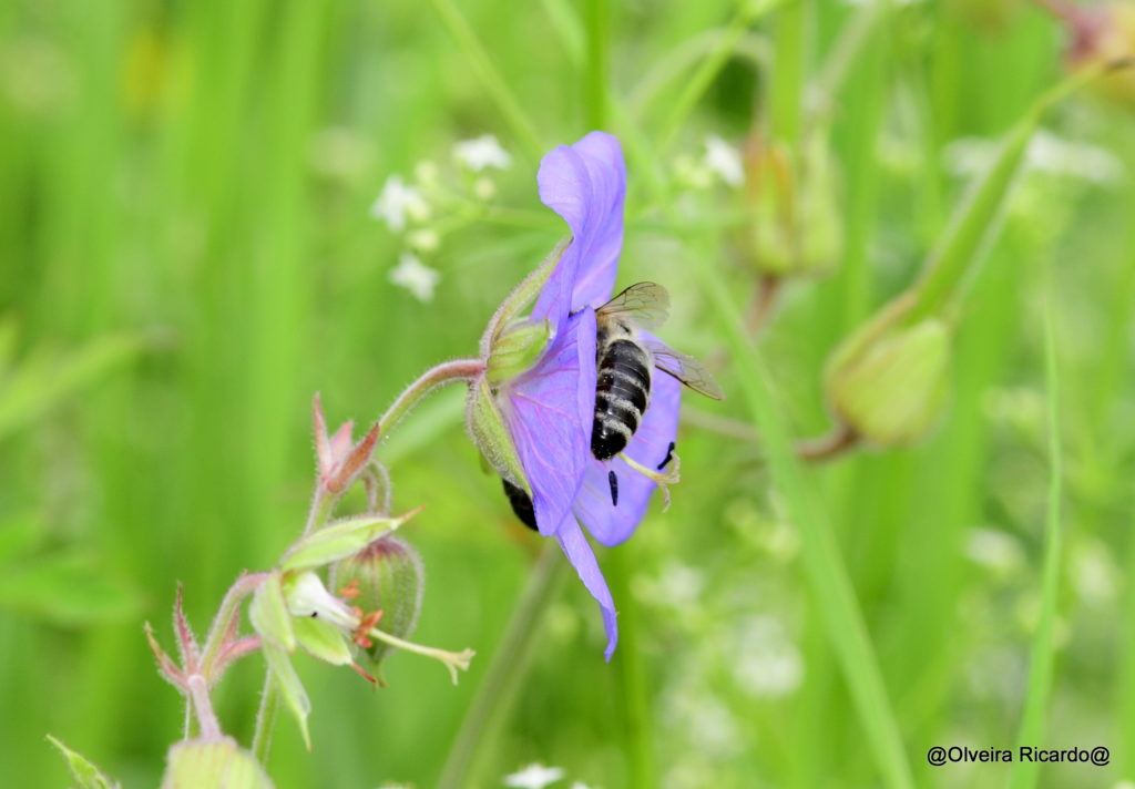 Wiesenstorchenschnabel mit Wilbbiene – Biotop Am Stausee, 25. Juli. 2021 (© Ricardo Olveira)