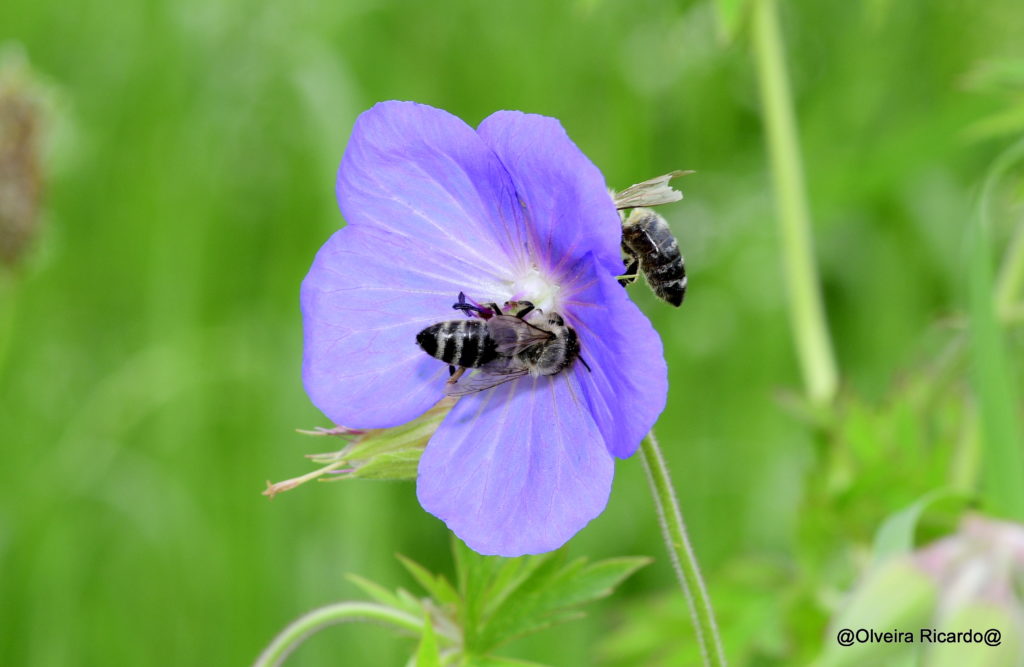 Wiesenstorchenschnabel mit Wilbbiene – Biotop Am Stausee, 25. Juli. 2021 (© Ricardo Olveira)