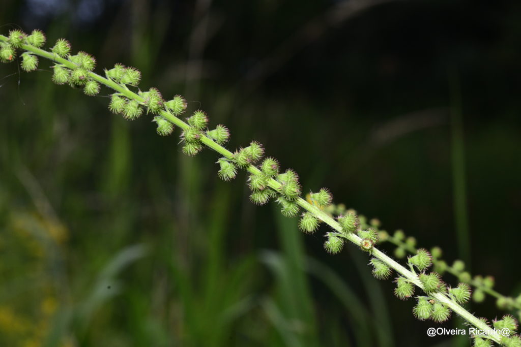 Grosser Odemenning – Biotop Am Stausee, 25. Juli. 2021 (© Ricardo Olveira)