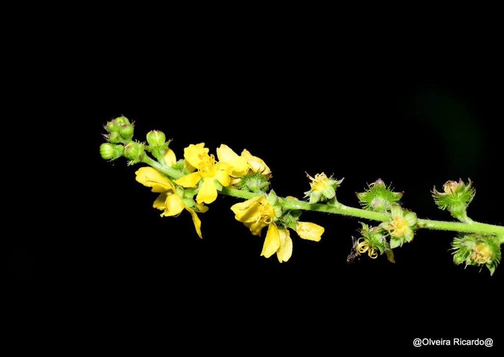 Grosser Odemenning – Biotop Am Stausee, 25. Juli. 2021 (© Ricardo Olveira)