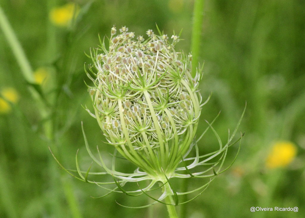 Wilde Karotte – Biotop Am Stausee, 25. Juli. 2021 (© Ricardo Olveira)