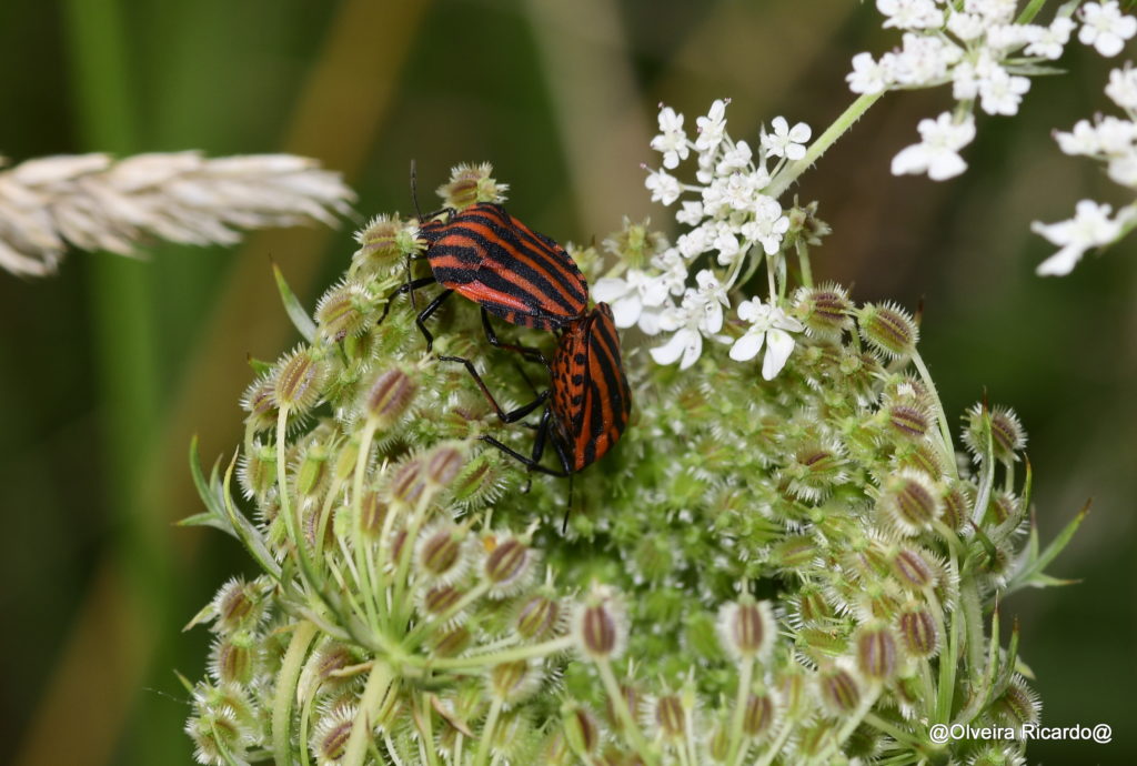 Wilde Karotte mit Steifenwanze – Biotop Am Stausee, 25. Juli. 2021 (© Ricardo Olveira)