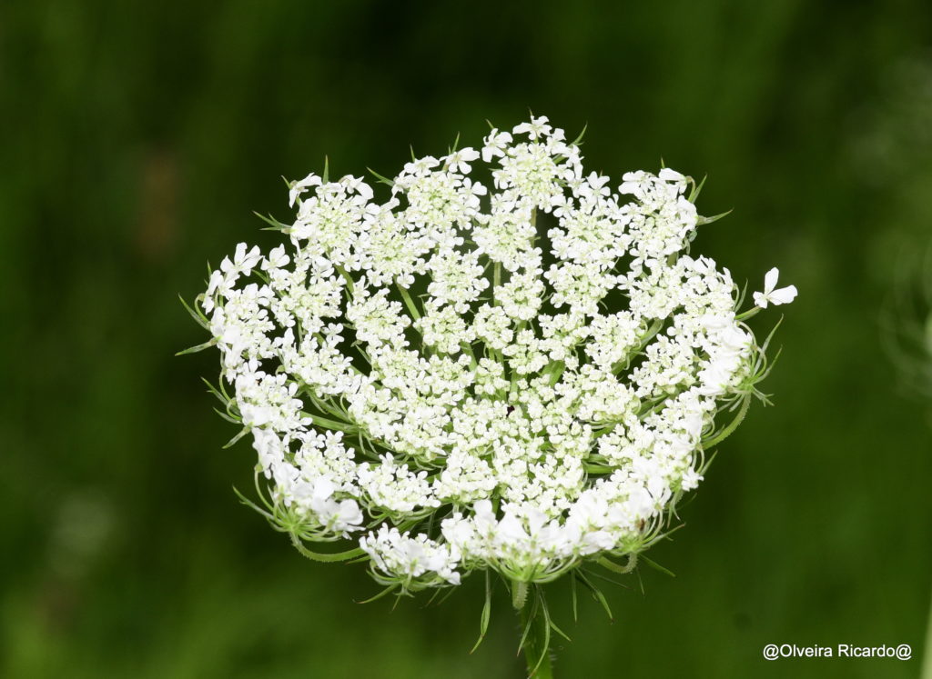 Wilde Karotte – Biotop Am Stausee, 25. Juli. 2021 (© Ricardo Olveira)