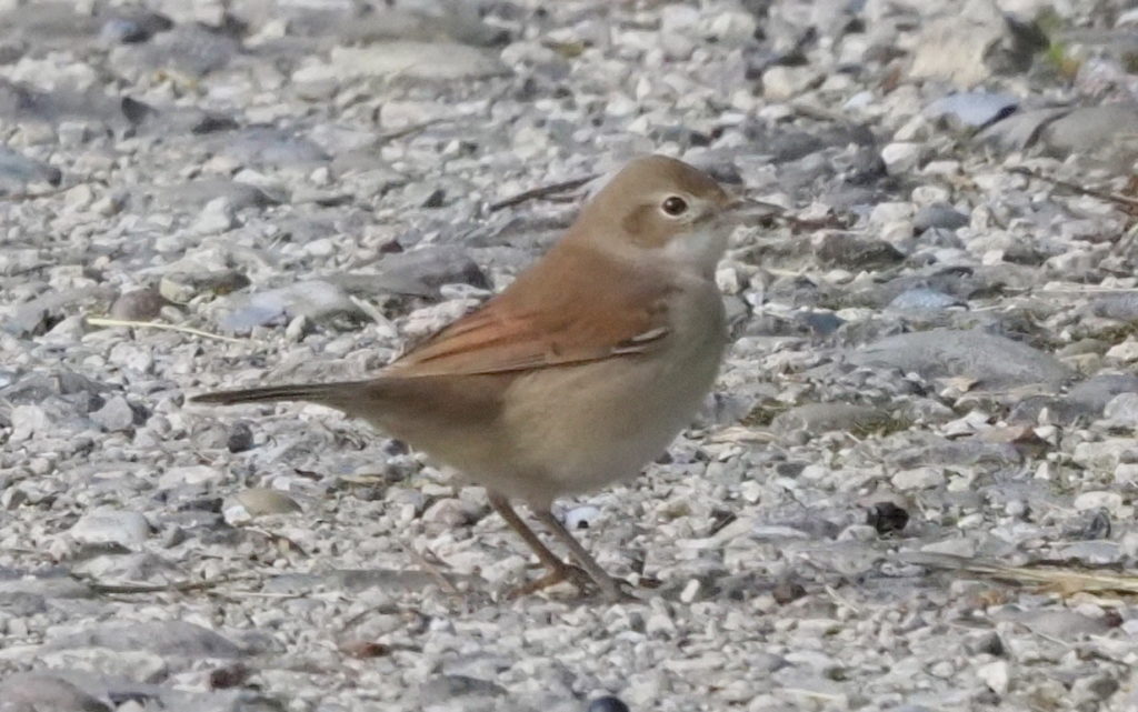 Dorngramücke – Biotop Am Stausee, 21. Aug. 2021 (© Georges Preiswerk)