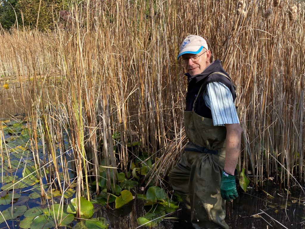 Nest des Teichhuhnes gefunden bei den Teichvorarbeiten - Biotop Am Stausee, 23.u.29.Okt. 2021 (© NVVB und Thomas Karrer)