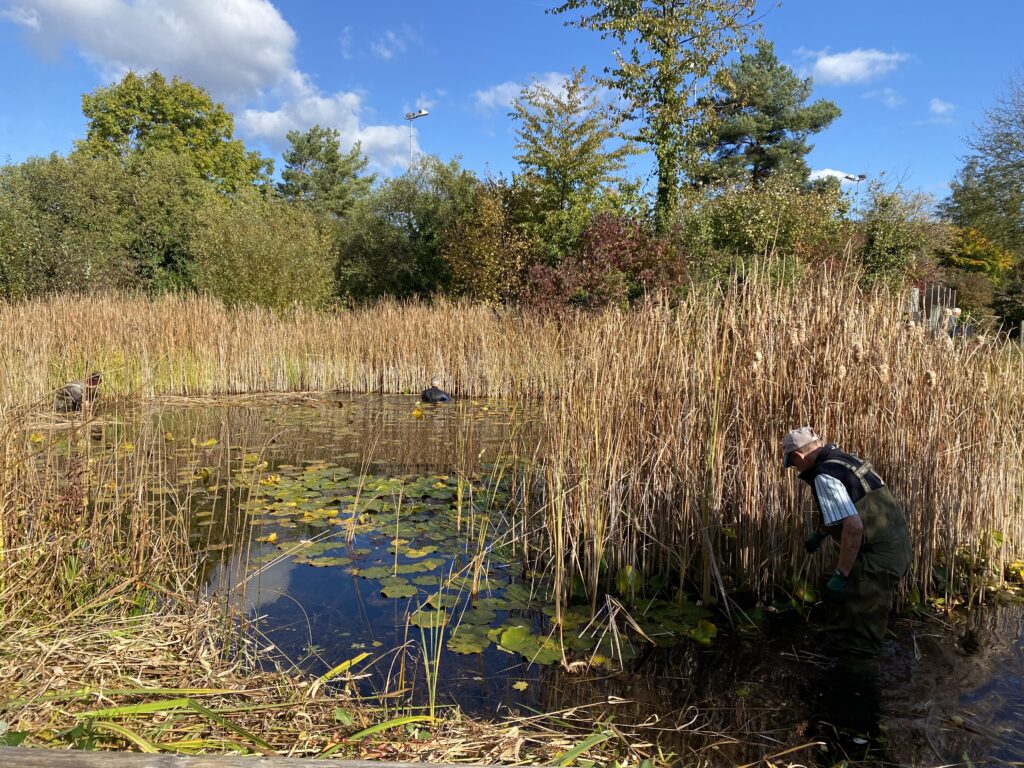 Teichvorarbeiten - Biotop Am Stausee, 23.u.29.Okt. 2021 (© NVVB und Thomas Karrer)