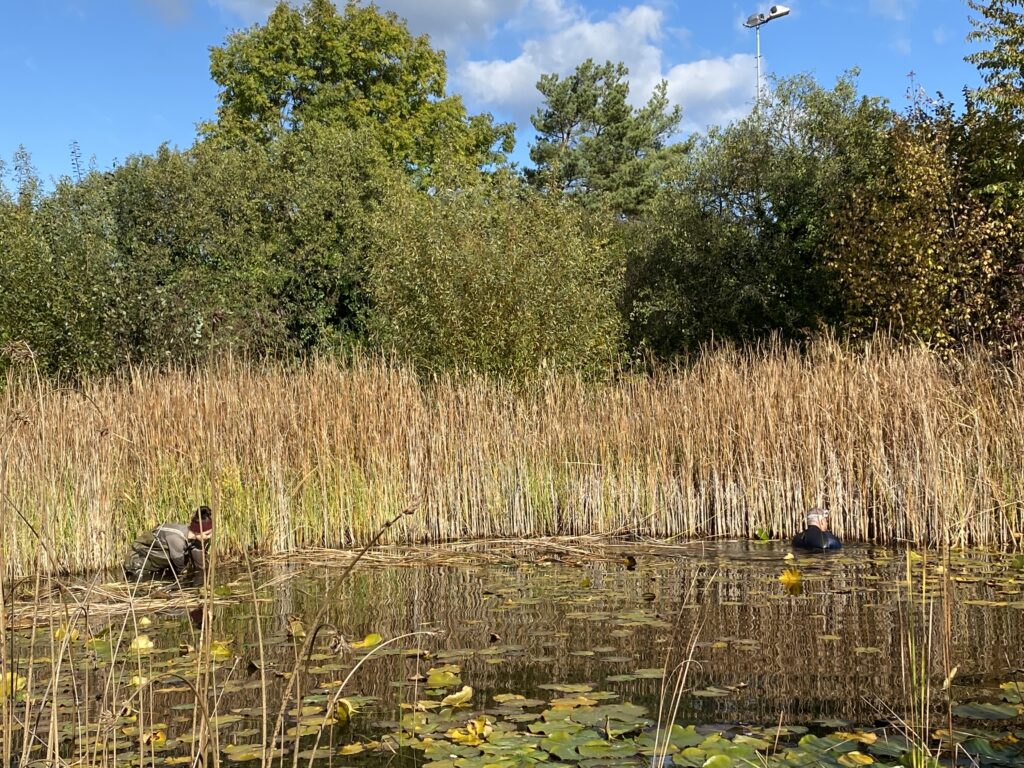 Teichvorarbeiten - Biotop Am Stausee, 23.u.29.Okt. 2021 (© NVVB und Thomas Karrer)