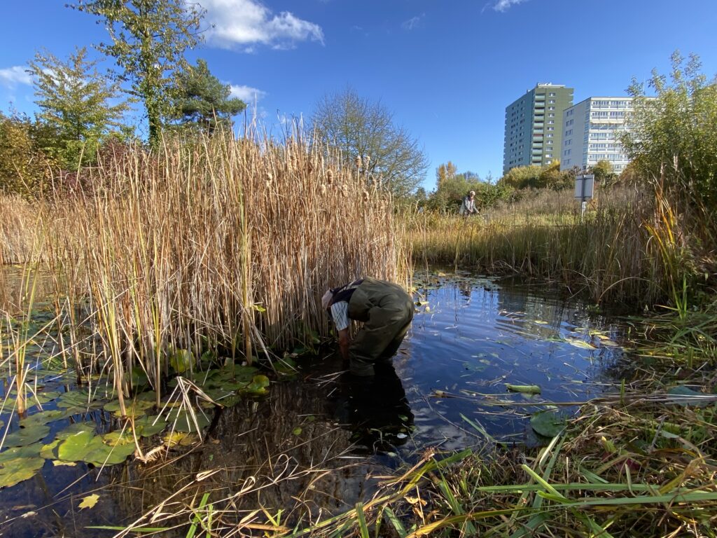 Teichvorarbeiten - Biotop Am Stausee, 23.u.29.Okt. 2021 (© NVVB und Thomas Karrer)