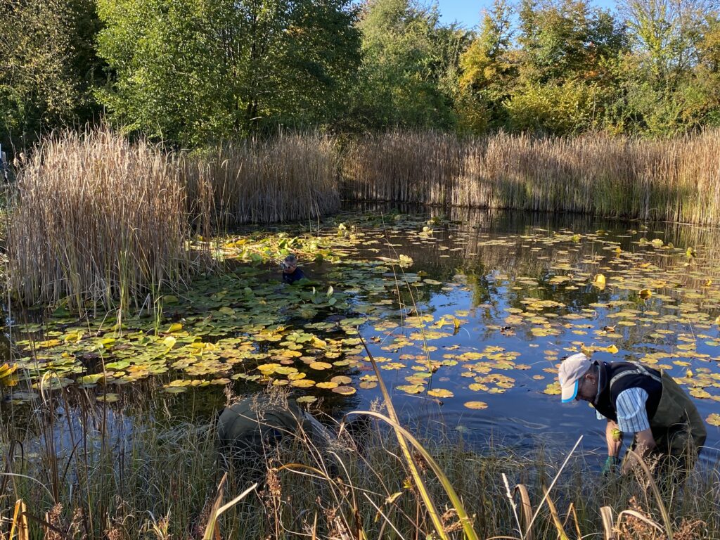 Teichvorarbeiten - Biotop Am Stausee, 23.u.29.Okt. 2021 (© NVVB und Thomas Karrer)