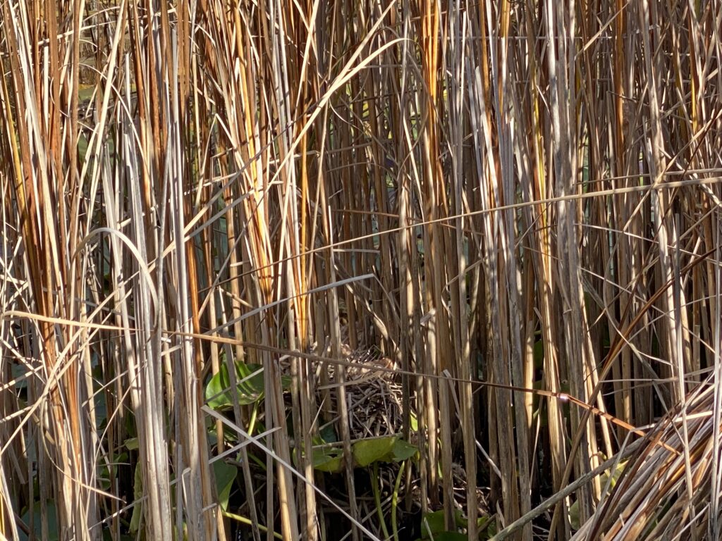 Nest des Teichhuhnes gefunden bei den Teichvorarbeiten - Biotop Am Stausee, 23.u.29.Okt. 2021 (© NVVB und Thomas Karrer)