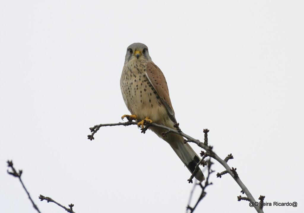 Turmfalken Männchen - Biotop Am Stausee, 30. Dez. 2021 (© Ricardo Olveira)