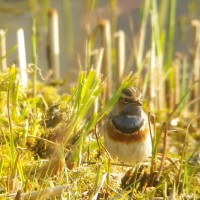 Weisssterniges Blaukehlchen im Biotop (© J.Roth)