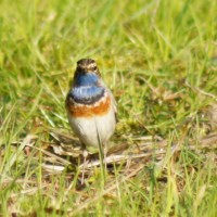 Weisssterniges Blaukehlchen im Biotop (© Fritz Liechti)